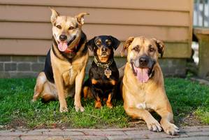 Three dogs sitting